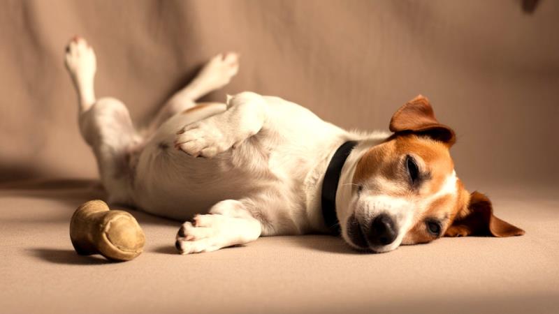 Epilessia in Cinofila – Gestione Terapeutica e Supporto