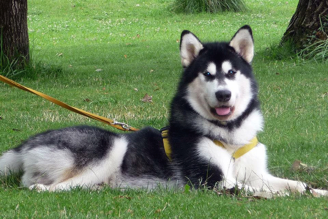 Un racconto, era un cane, era amato…